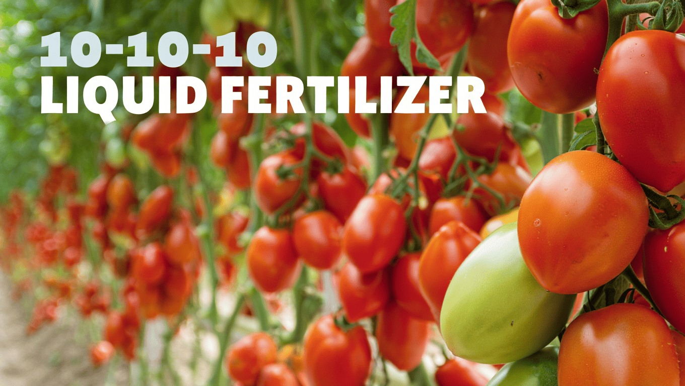 Maximizing Tomato Yields with 101010 Liquid Fertilizer in Florida's
