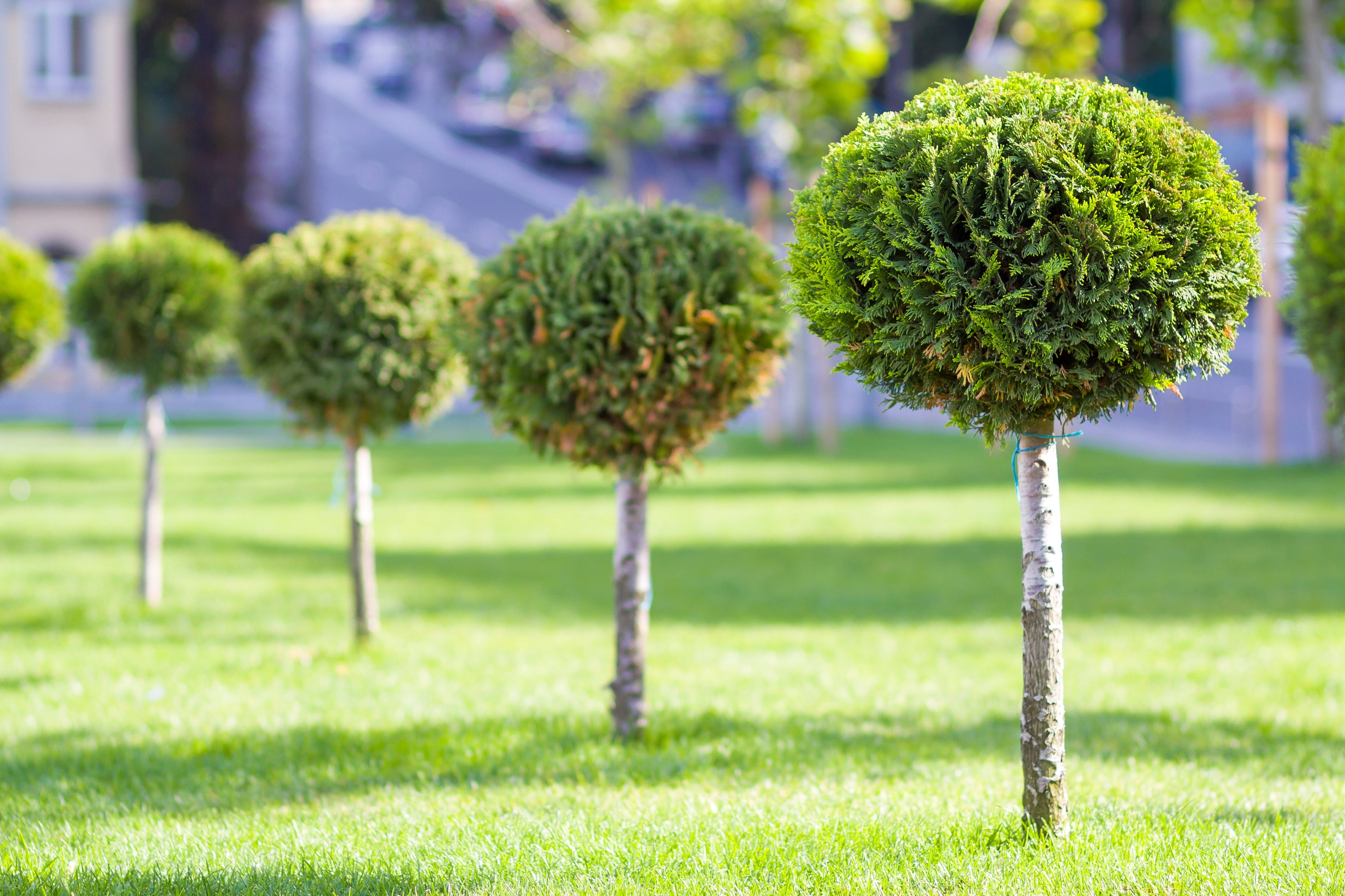 Liquid Tree Fertilizer