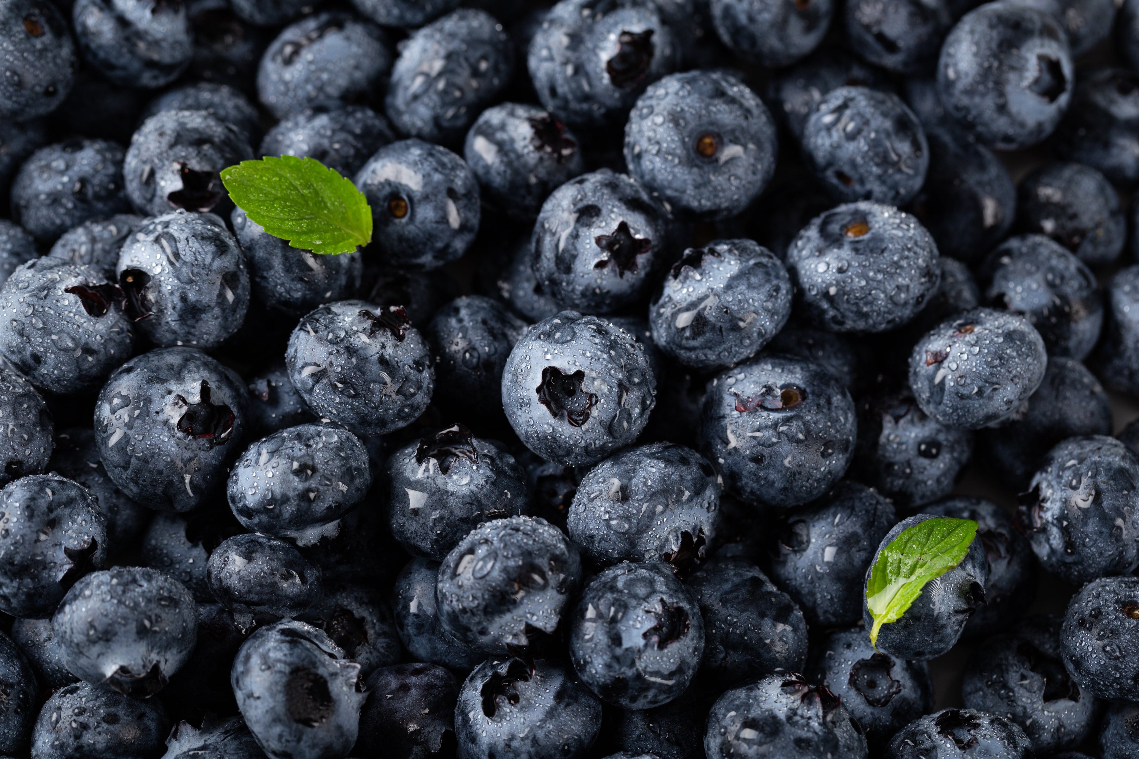 Blueberry Liquid Fertilizer
