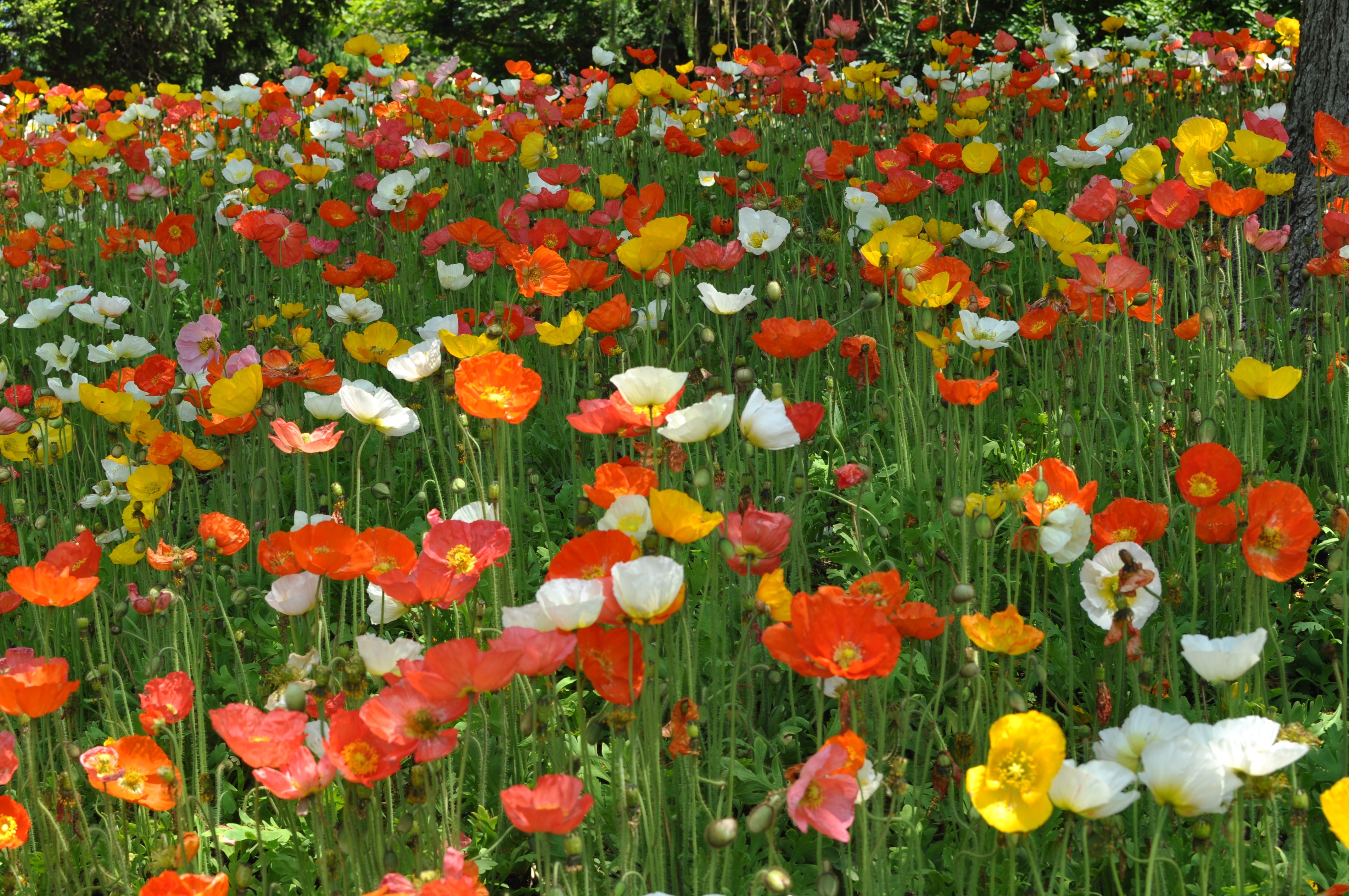 Spring Liquid Fertilizer | Fervita